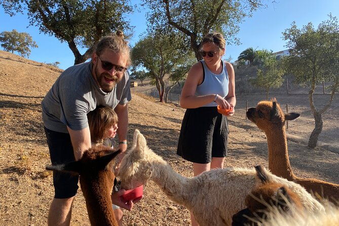 alpaca-meet-and-feed-in-grandola-2