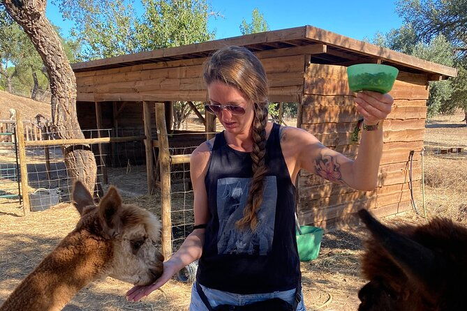 alpaca-meet-and-feed-in-grandola-2