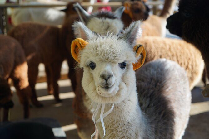 Alpaca, Nami, Eobi with Rail Bike or Strawberry - A Full Day of Scenic Highlights and Unique Encounters  