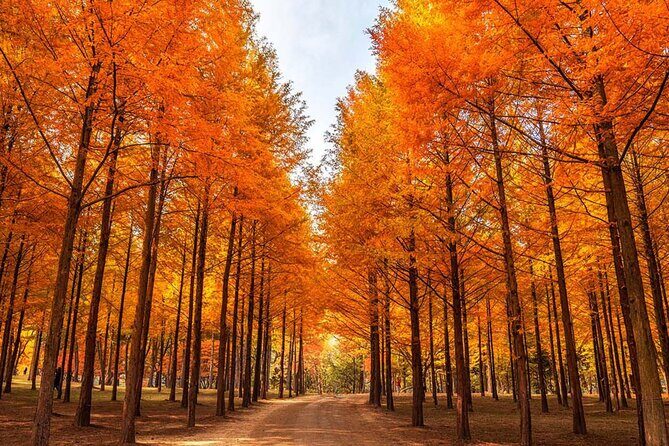 Alpaca, Nami, Petite Fr, Italian Village, Garden of Morning Calm - Authentic Experiences & Practical Tips