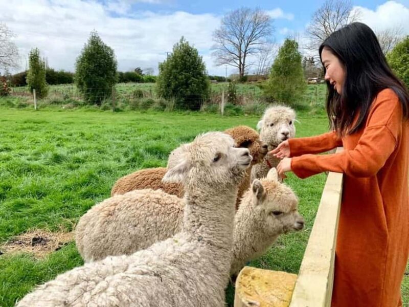 Alpaca Private Tour with guide - The Itinerary Breakdown: What Makes This Tour Special  