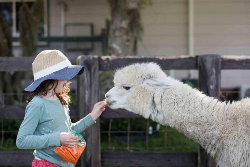 alpaca-therapy-and-artisanal-creativity