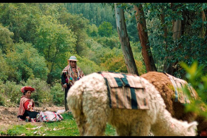 alpaca-walk-natural-dye-tour-a-memorable-full-day-experience