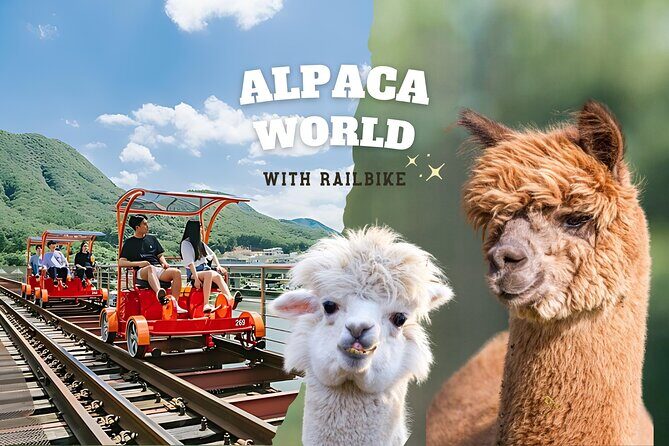 Alpaca World with Gangchon Rail Park One Day Tour - An Insightful Look at the Experience