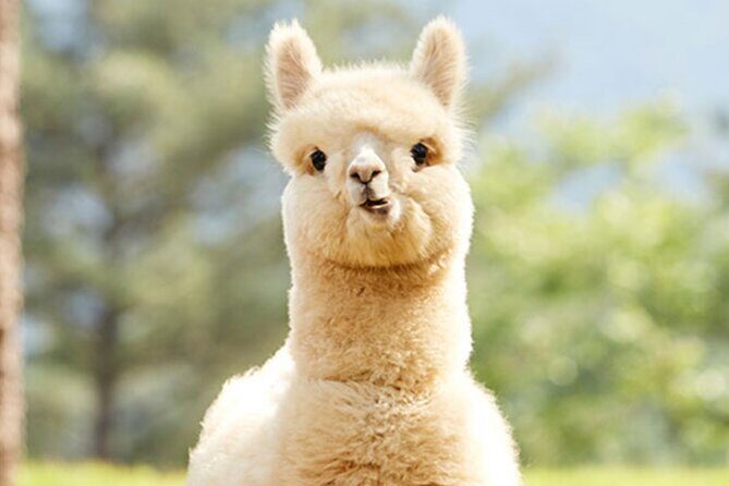 Alpaca World with Gangchon Rail Park One Day Tour - Final Summary: Is It Worth It?