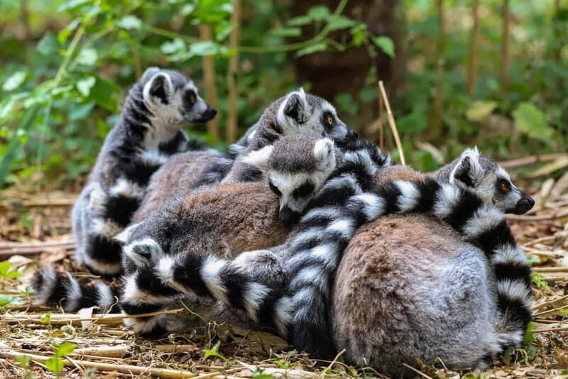 Alphen aan den Rijn: Avifauna Bird Park Entry Ticket - Key Points