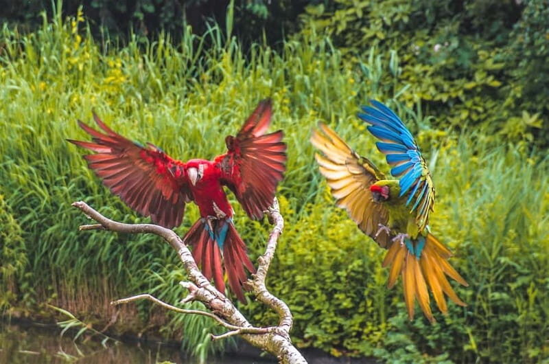 Alphen aan den Rijn: Avifauna Bird Park Entry Ticket - What We Love and What to Keep in Mind