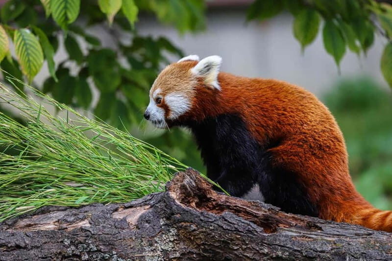 Alphen aan den Rijn: Avifauna Bird Park Entry Ticket - Who Will Love This Experience?