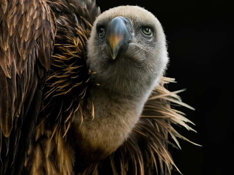 Alphen aan den Rijn: Avifauna Bird Park Entry Ticket - FAQ