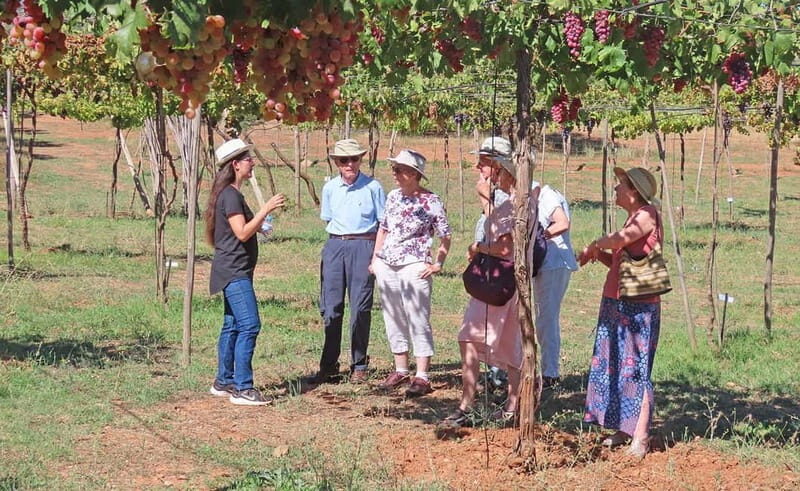 Alpujarra of Almería: Organic Wine tour and vegan aperitif - Who Is This Tour Best Suited For?