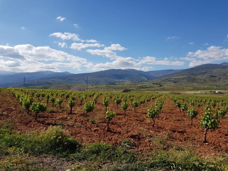 alpujarra-wine-tour-and-local-aperitif-in-organic-winery