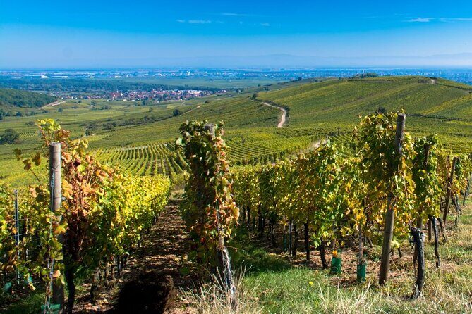 Alsace Full Day Wine Tour from Colmar - Transportation and Guide Experience