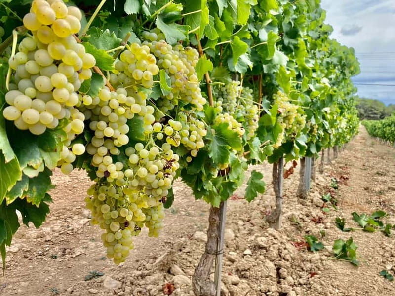 Alsace gourmande: Cellar visit and snack tasting - The Practicalities: Value, Duration, and Access