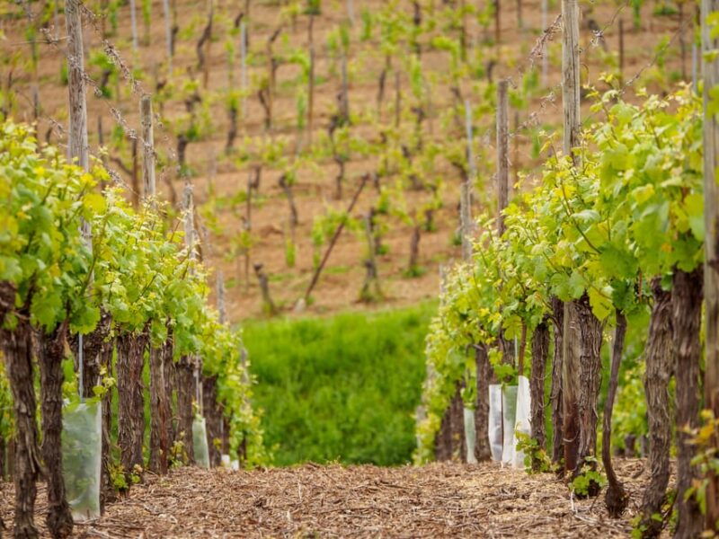alsace-half-day-wine-tour-from-strasbourg