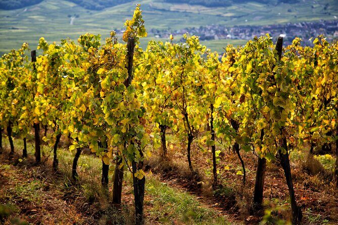 Alsace Wine Route Wineries & Tasting Small Group Guided Tour from Strasbourg - FAQs
