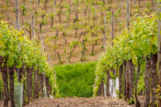 Alsace's Gems Small Group Day Tour from Colmar - What the Travelers Say