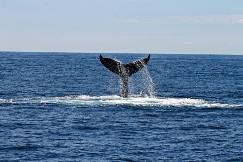 alta-alta-fjord-whale-watching-tour