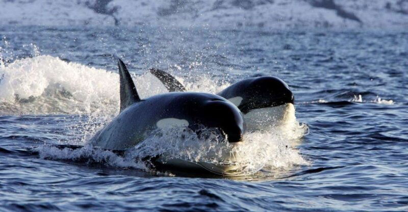 alta-alta-fjord-whale-watching-tour