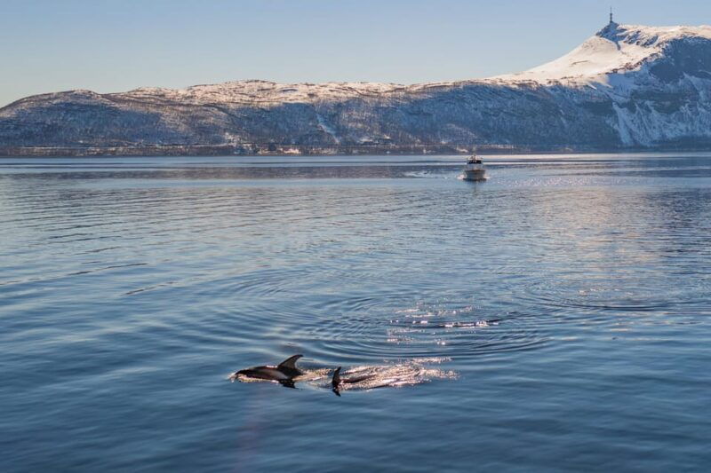 alta-altafjord-whale-watching-in-a-heated-boat
