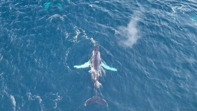 alta-altafjord-whale-watching-in-a-heated-boat