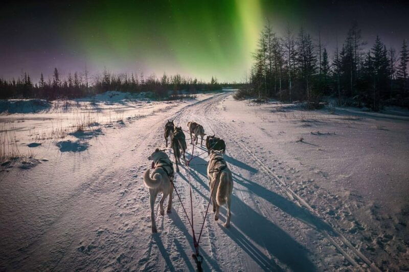 alta-dog-sledding-trip-under-the-northern-lights
