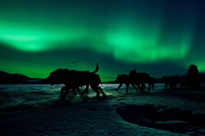 alta-dog-sledding-trip-under-the-northern-lights