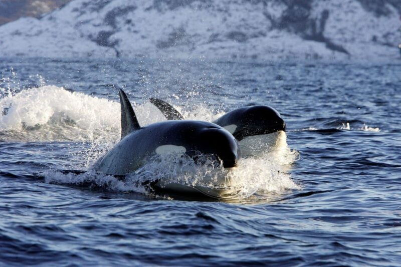 alta-fjord-private-whale-watching-tour