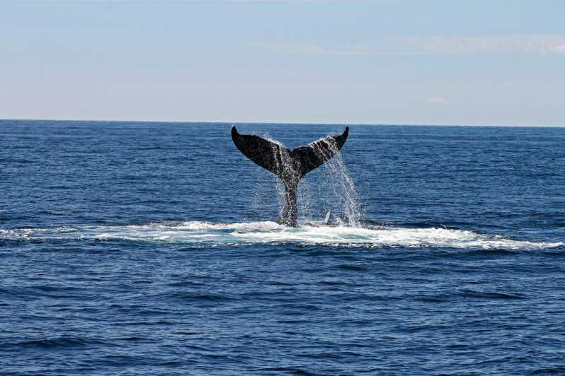 alta-fjord-private-whale-watching-tour