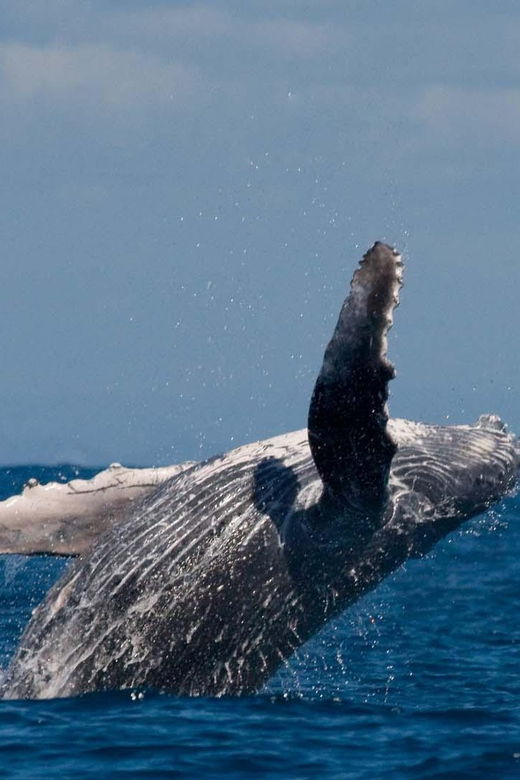 alta-fjord-private-whale-watching-tour