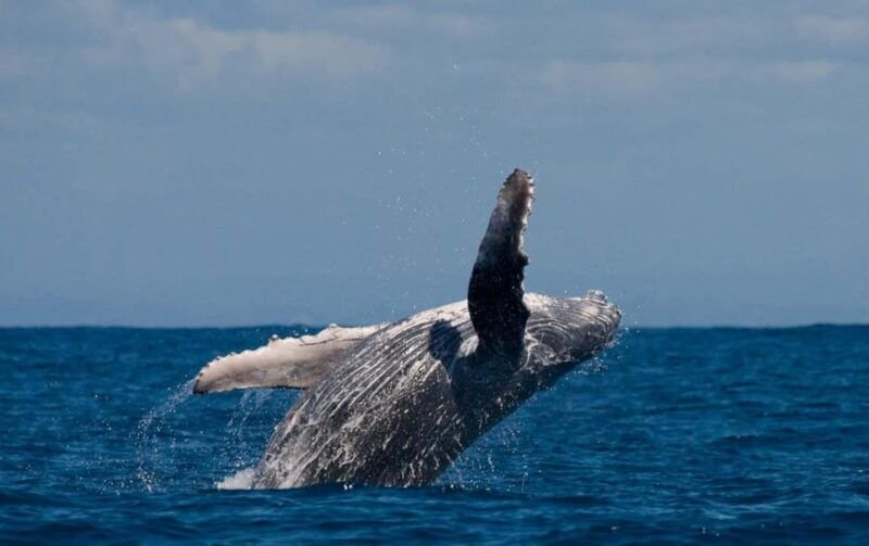 alta-fjord-private-whale-watching-tour
