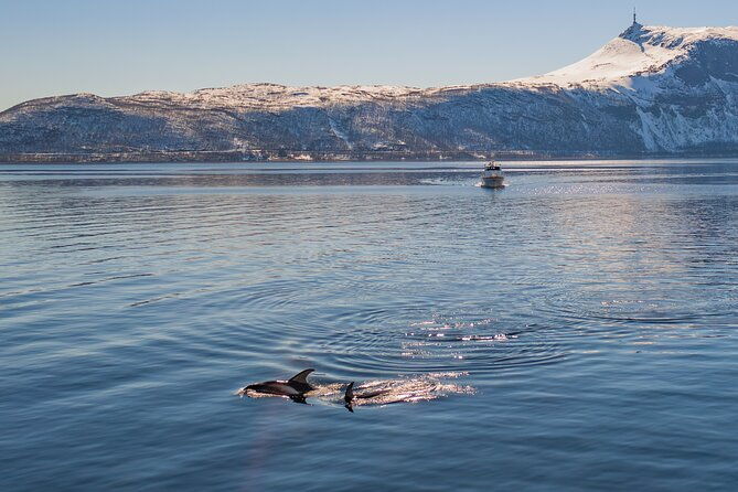 alta-fjord-whale-watching-on-a-heated-boat