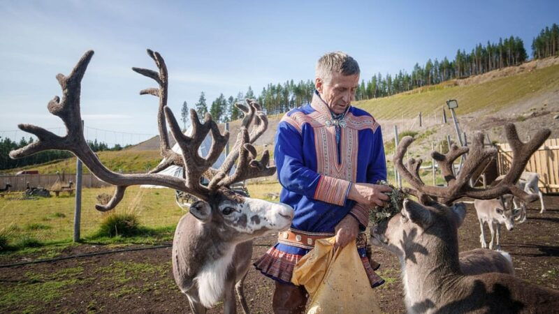 alta-reindeer-a-carrier-of-sami-culture