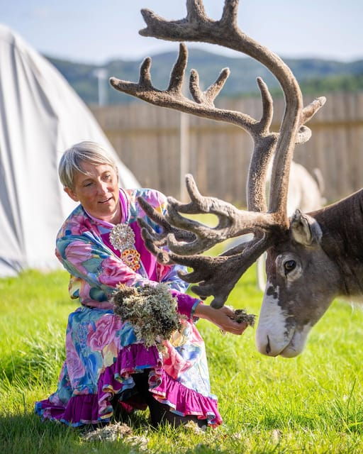 alta-reindeer-a-carrier-of-sami-culture