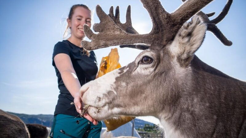 alta-reindeer-a-carrier-of-sami-culture