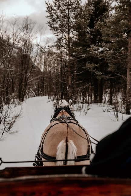 Alta: Sleigh Ride in the Arctic Countryside - Key Points