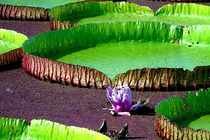 alter-do-chao-jari-canal-tour