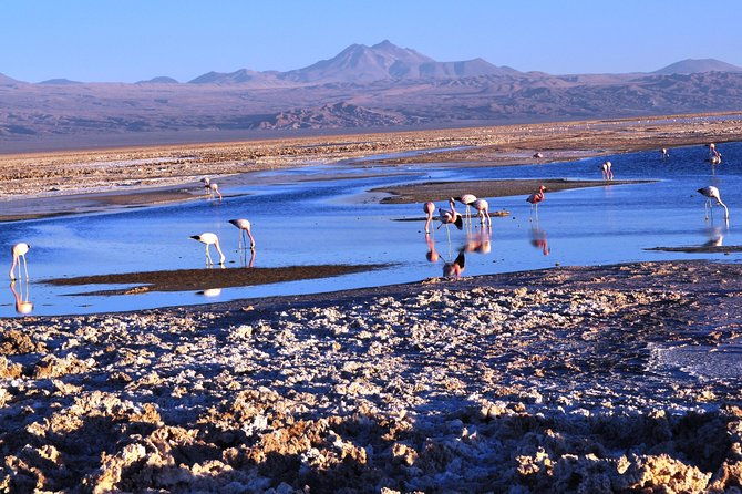altiplanic-lagoons-piedras-rojas-tour-from-san-pedro-de-atacama