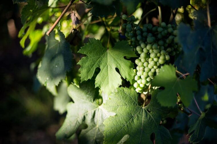 alto-piemonte-classic-wine-tasting