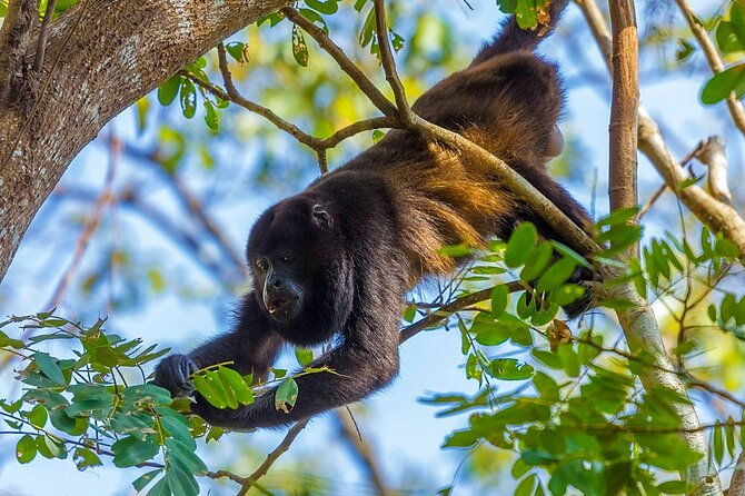 altun-ha-monkey-sanctuary-and-rum-factory-tour-from-belize-city