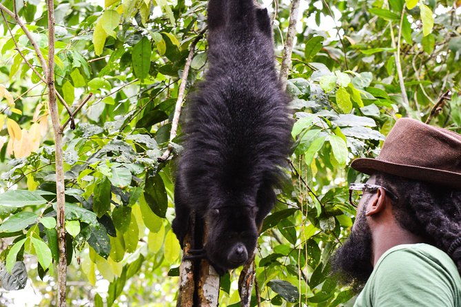 altun-ha-temple-howler-monkey-sanctuary