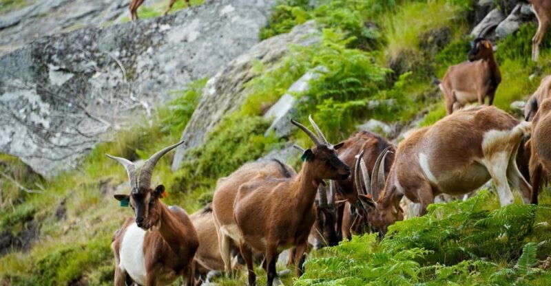 alvao-shepherds-hike