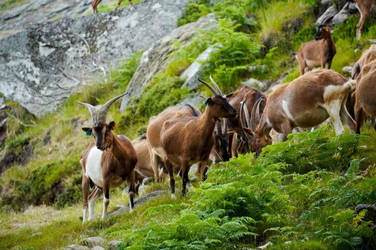 alvao-shepherds-hike