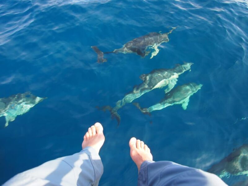 Always private 4 hour - Sail- dolphin Yacht Charter-paddle - Food & Drinks – A Laid-Back Gourmet Experience
