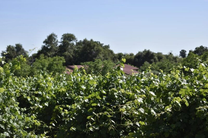 amador-county-wine-tasting-tour-private-tour-1-to-14-group