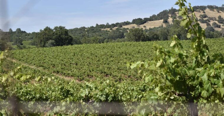 amador-county-wine-tasting-tour-private-tour-1-to-14-group