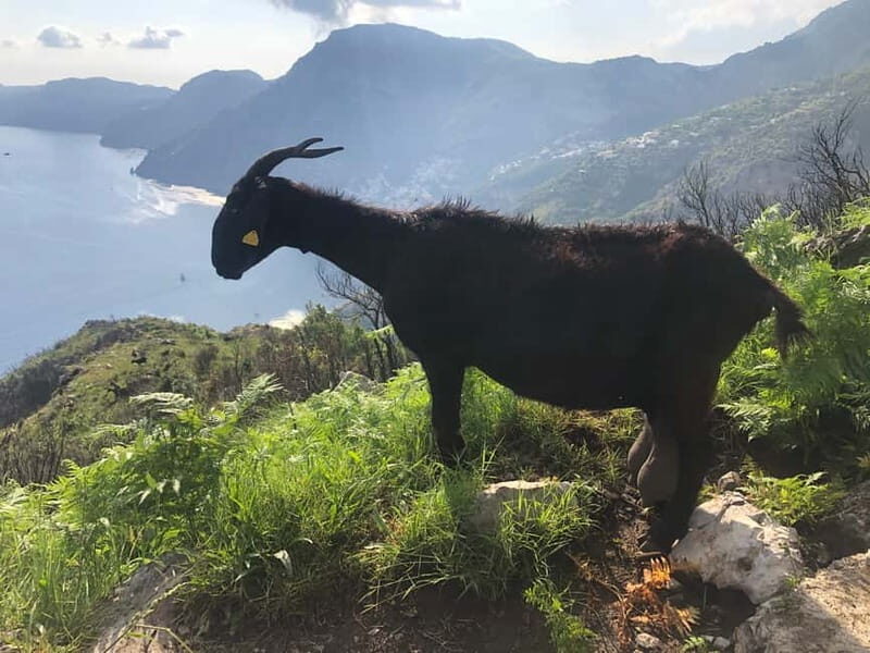 Amalfi Coast: Bomerano to Nocelle  The Path of the Gods - Why the Views are Worth the Effort
