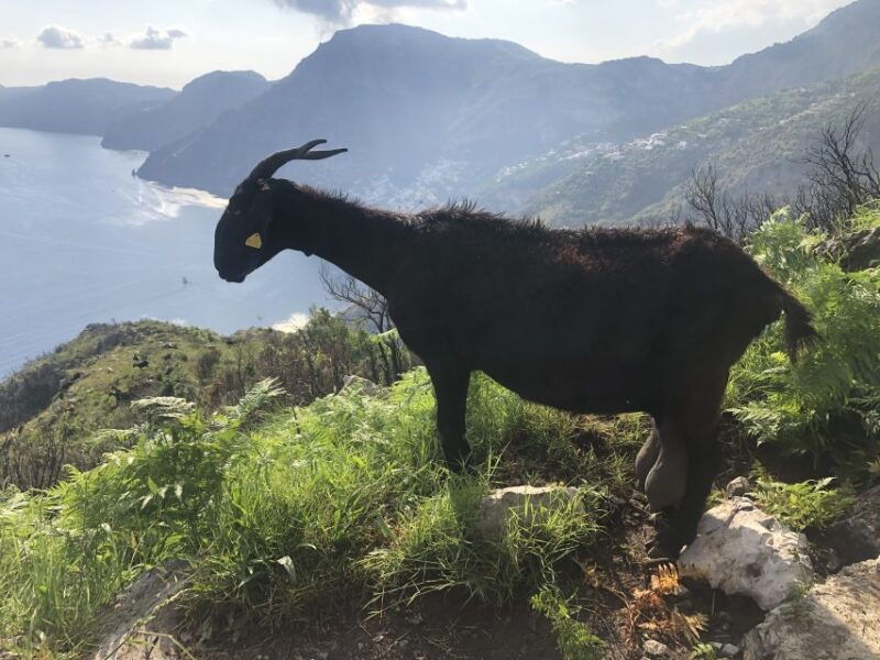 amalfi-coast-bomerano-to-nocelle-the-path-of-the-gods