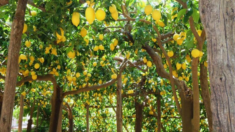 Amalfi Coast: Hike Along the Path of the Lemons - What to Expect on the Tour