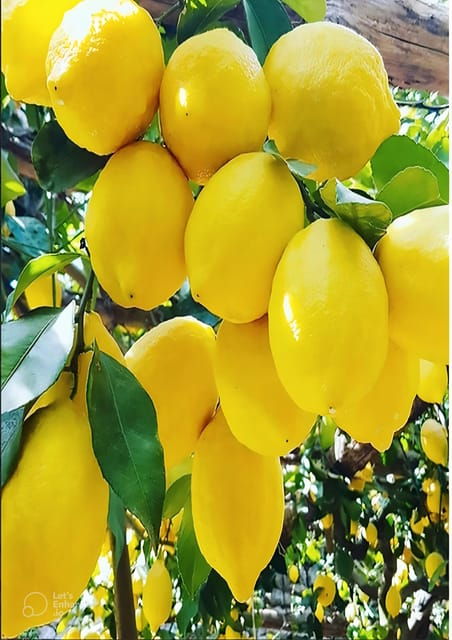 amalfi-coast-lemon-tour-with-tasting