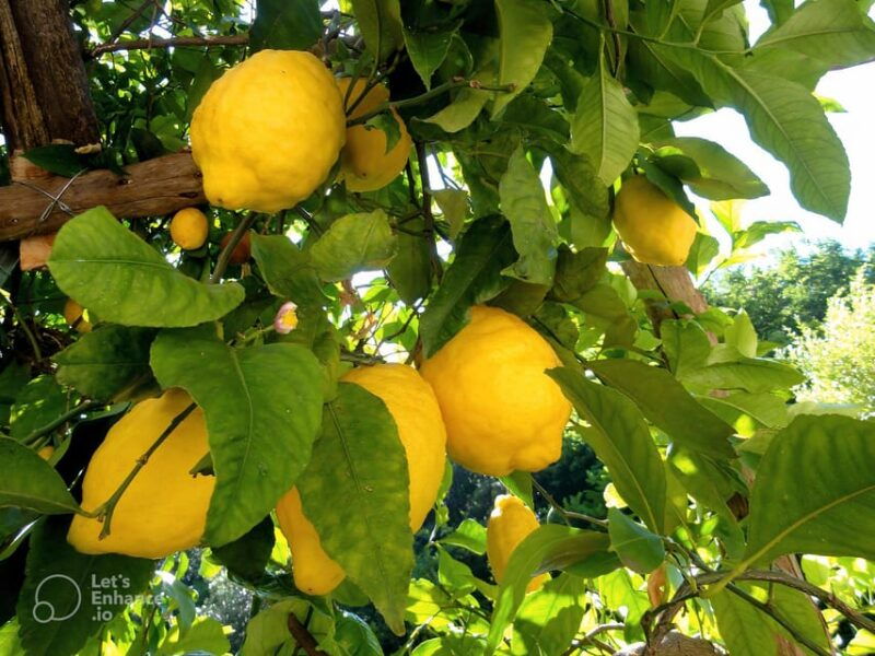 amalfi-coast-lemon-tour-with-tasting